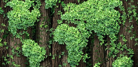 slide-giornata-ambiente